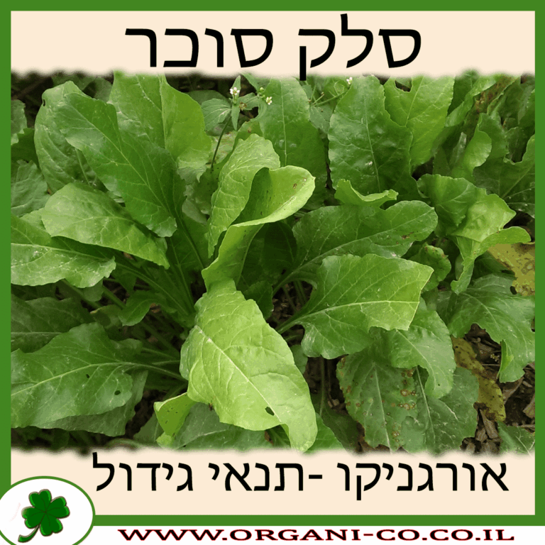 סלק סוכר סלק סוכר גידול צמח