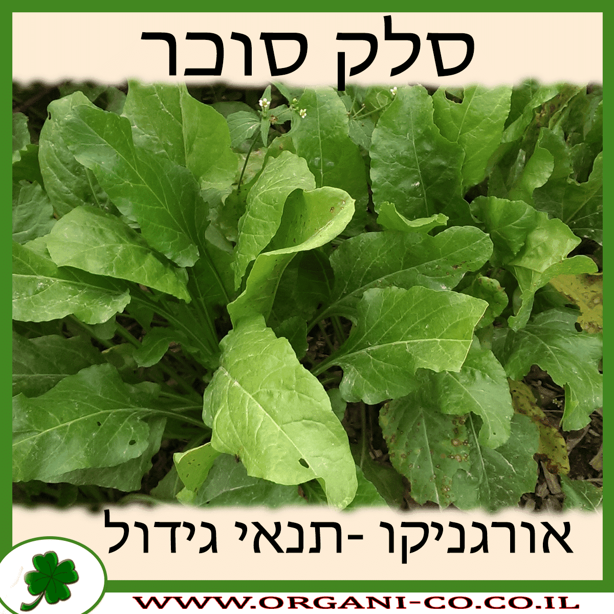 סלק סוכר גידול צמח