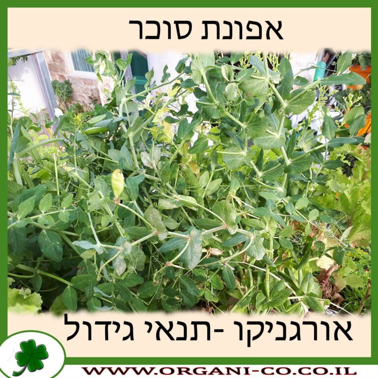 אפונת סוכר אפונת סוכר