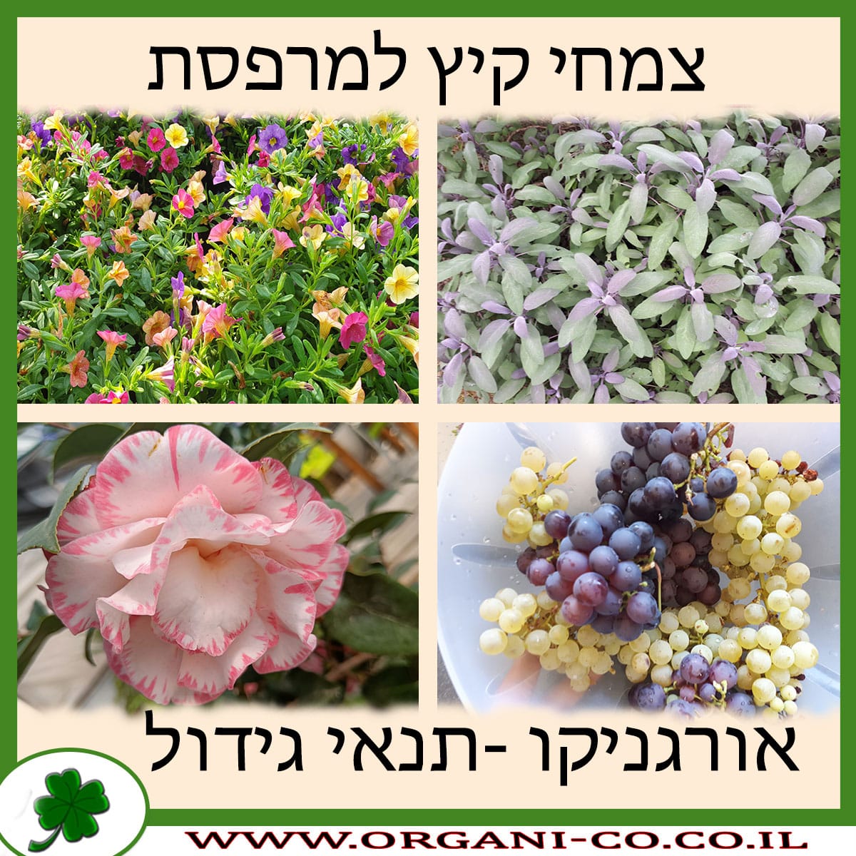 צמחי קיץ למרפסת