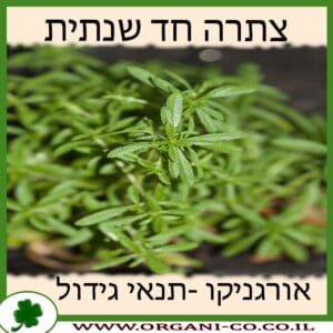 צתרה חד שנתית