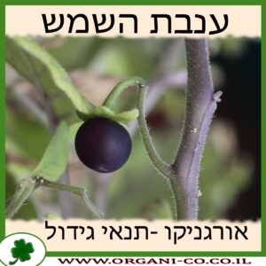 ענבת השמש גידול צמח