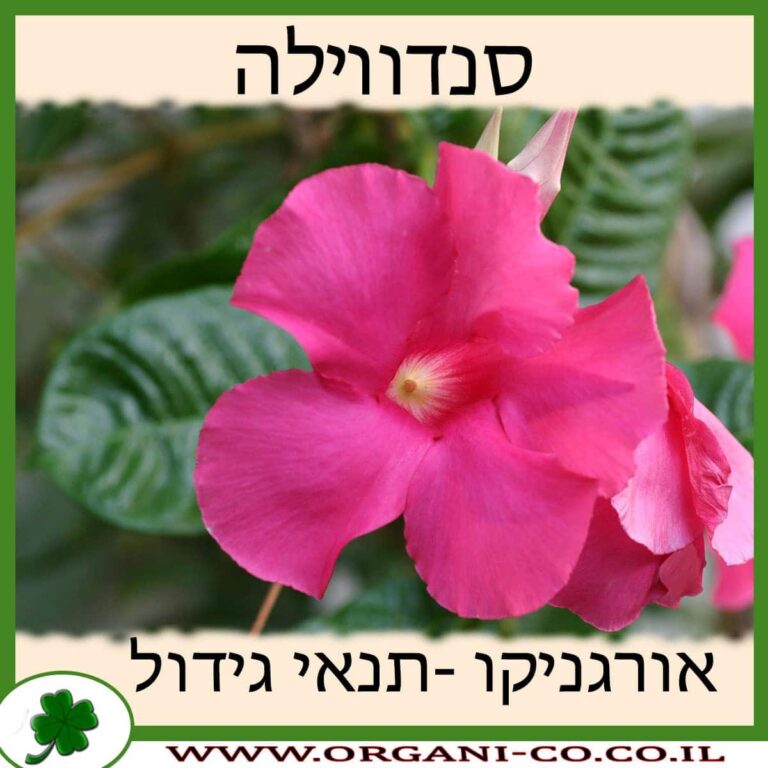 סנדווילה סנדווילה