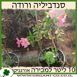 סנדביליה ורודה 10 ליטר