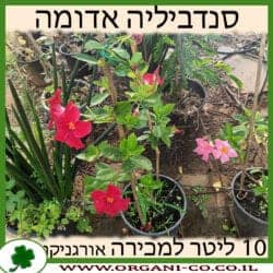 סנדווילה אדומה 10 ליטר