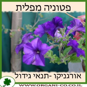 פטוניה מפלית