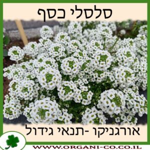סלסלי כסף