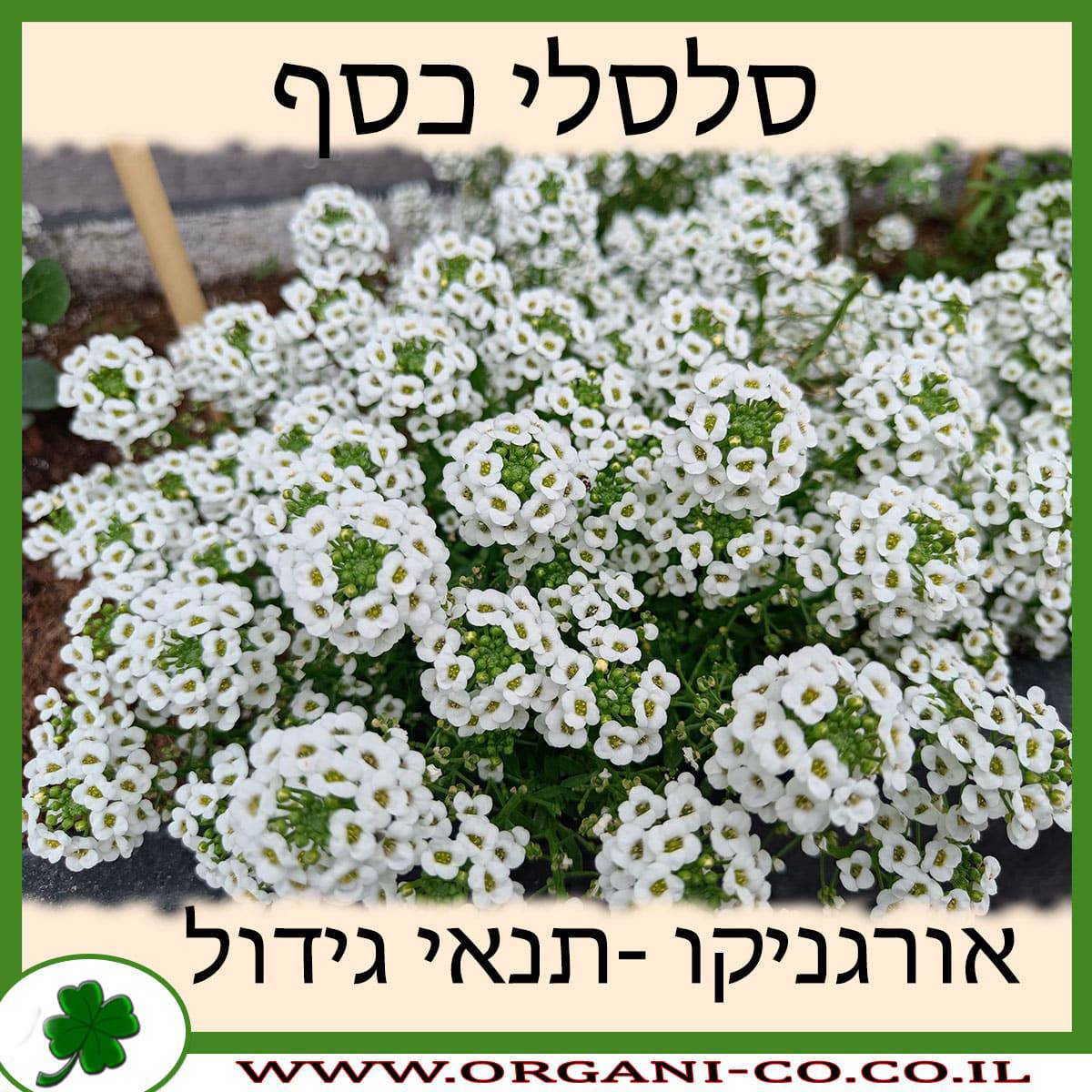 סלסלי כסף