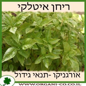 ריחן איטלקי גידול צמח