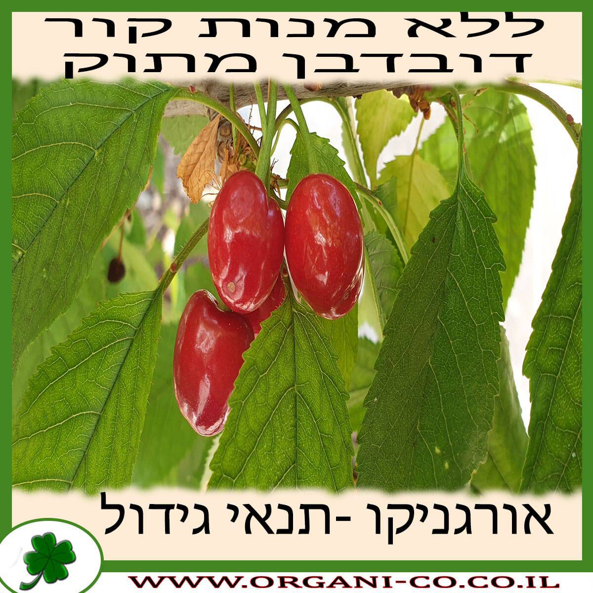 דובדבן מתוק – (ללא מנות קור) גידול צמח