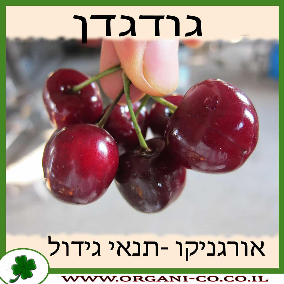 גודגדן גידול צמח