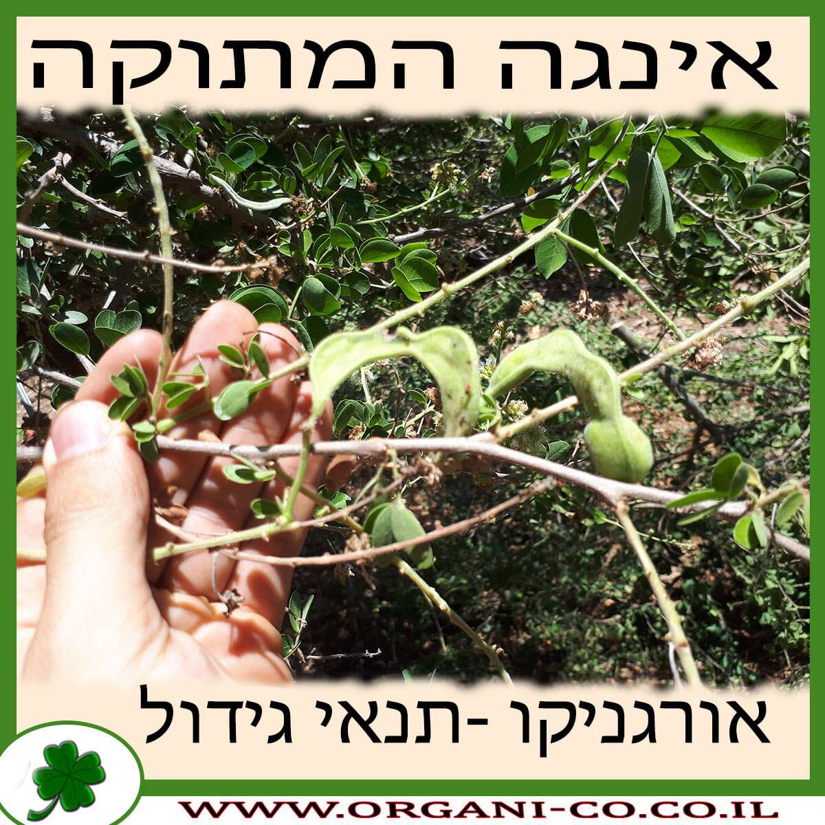 אינגה המתוקה גידול צמח