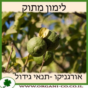 לימון מתוק תנאי גידול