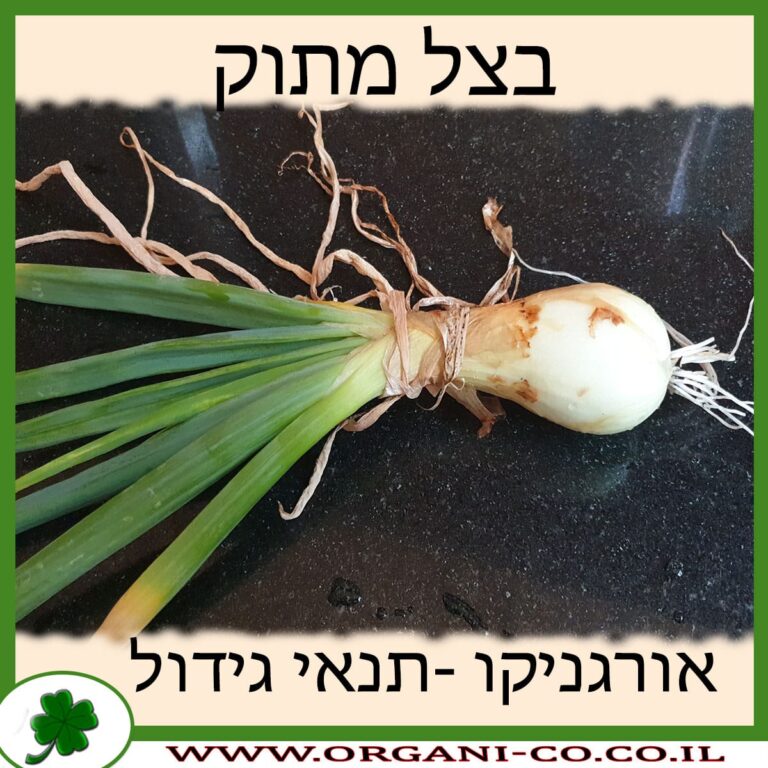 בצל מתוק בצל מתוק