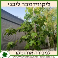 ליקווידמבר ליבני למכירה - מחיר