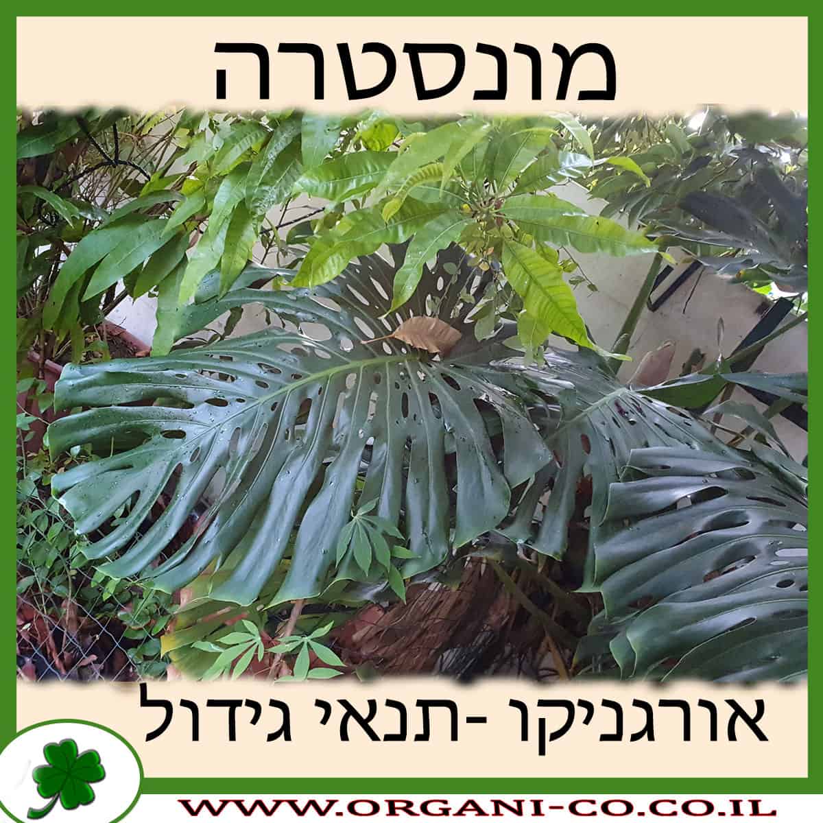 מונסטרה גידול צמח