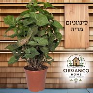 סינגוניום מריה על מוס למכירה - מחיר