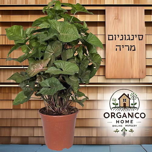 סינגוניום מריה על מוס למכירה - מחיר