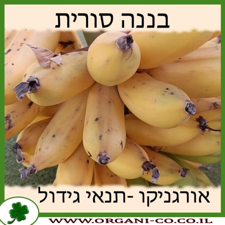 בננה סורית בננה סורית