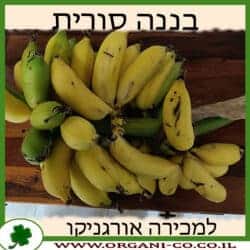 בננה סורית