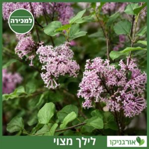 לילך מצוי למכירה עץ - מחיר