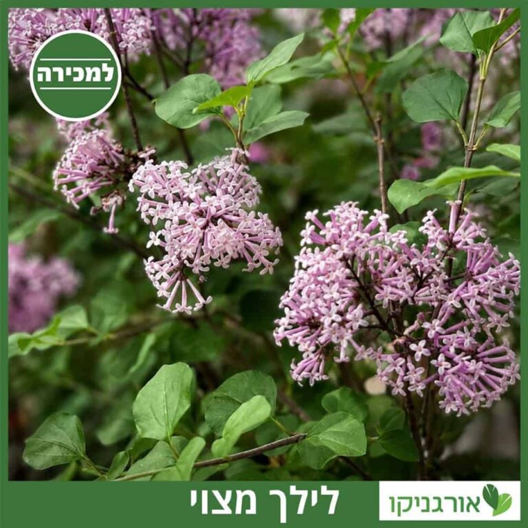 לילך מצוי למכירה עץ - מחיר