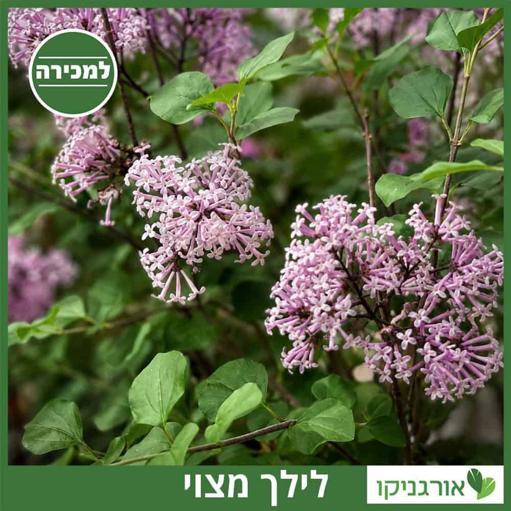 לילך מצוי למכירה עץ - מחיר