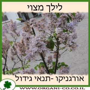 לילך מצוי