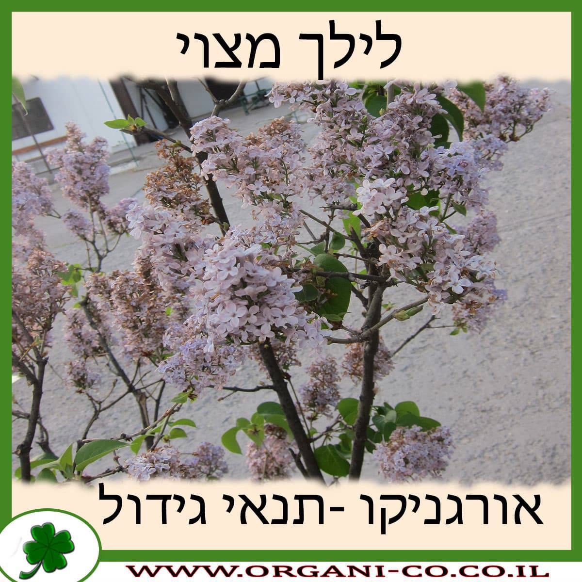 לילך מצוי