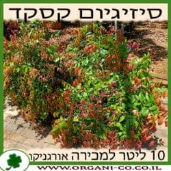 סיזיגיום קסקד 10 ליטר