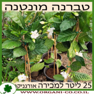 טברנה מונטנה 25 ליטר למכירה - מחיר