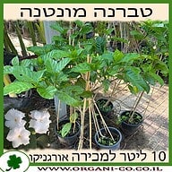 טברנה מונטנה 10 ליטר למכירה - מחיר