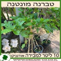 טברנה מונטנה 10 ליטר