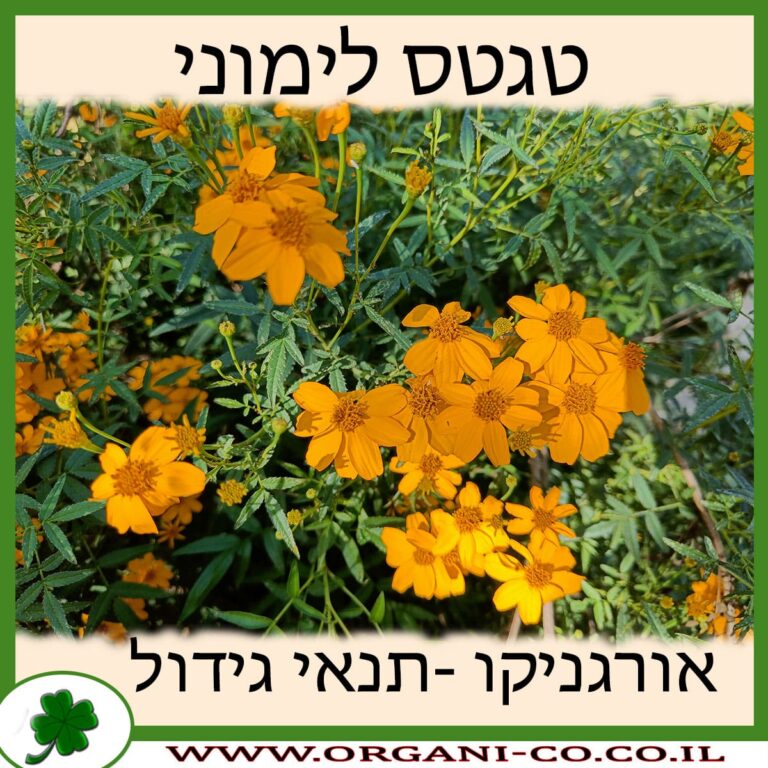 טגטס לימוני טגטס לימוני