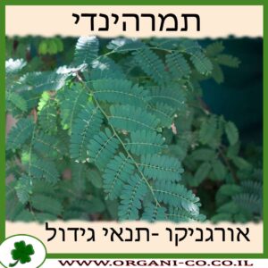 תמרהינדי גידול צמח