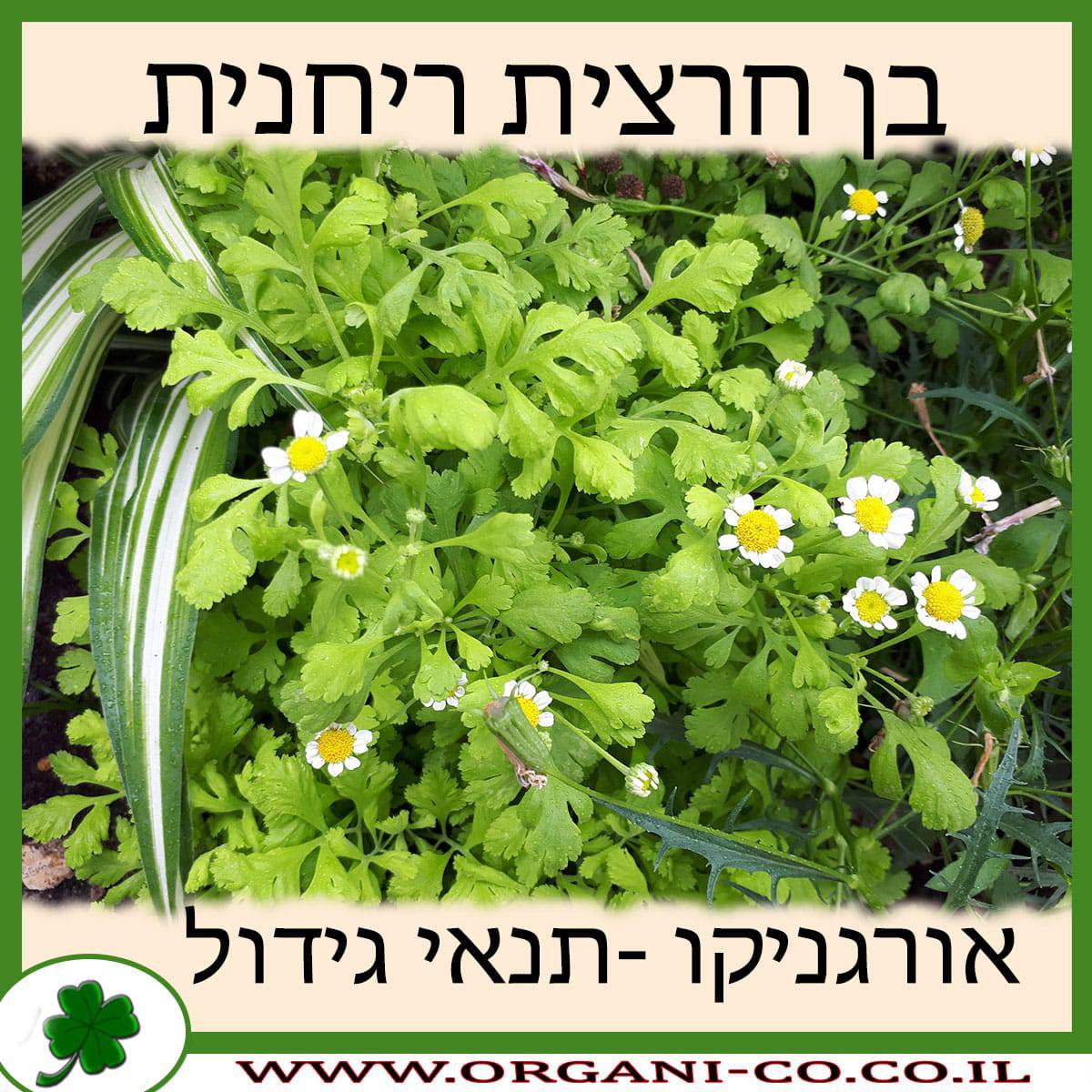 בן חרצית ריחנית