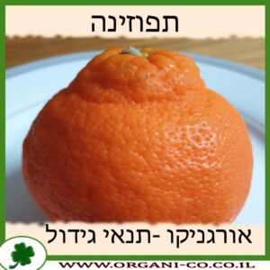 תפוזינה