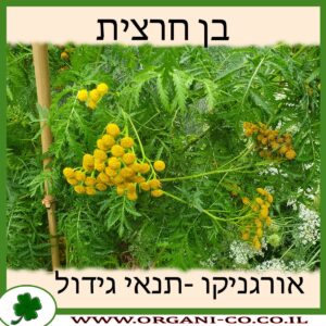 בן חרצית