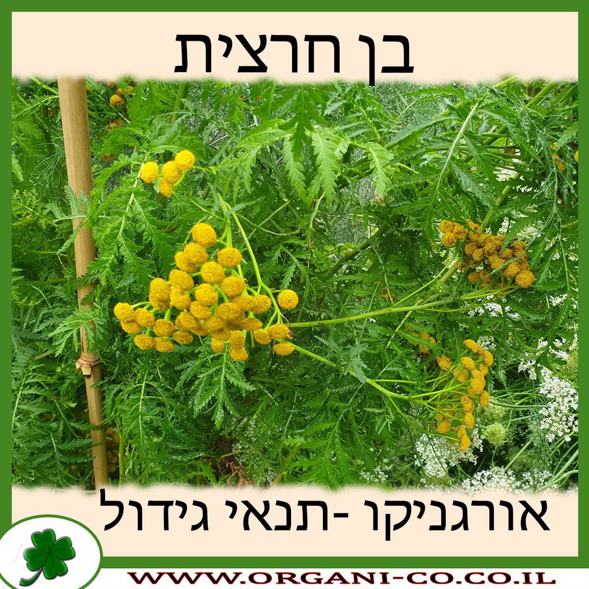 בן חרצית