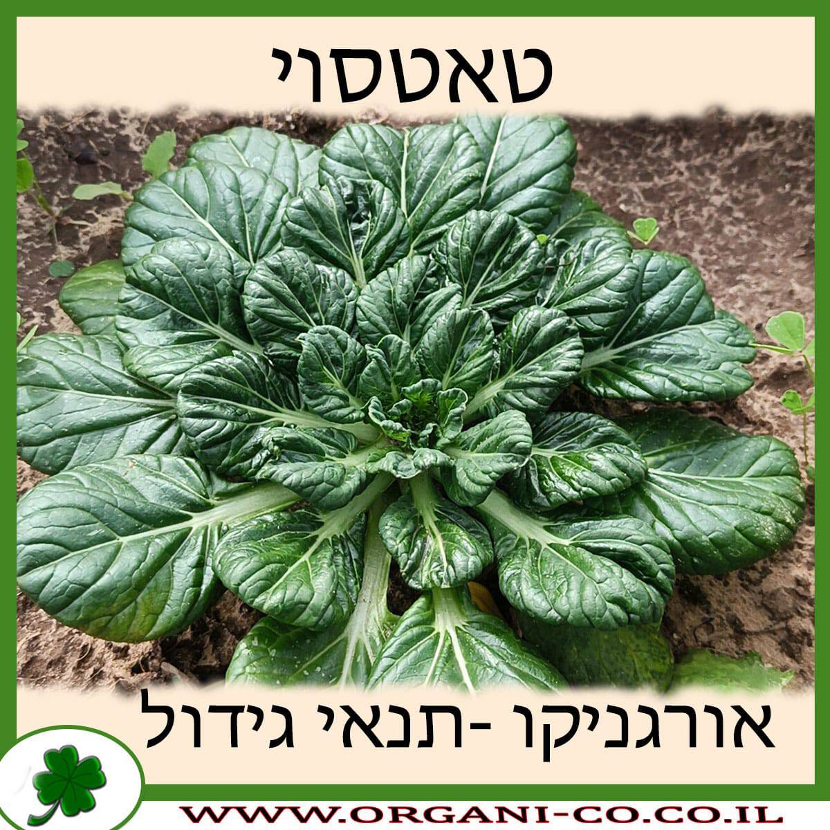 טאטסוי