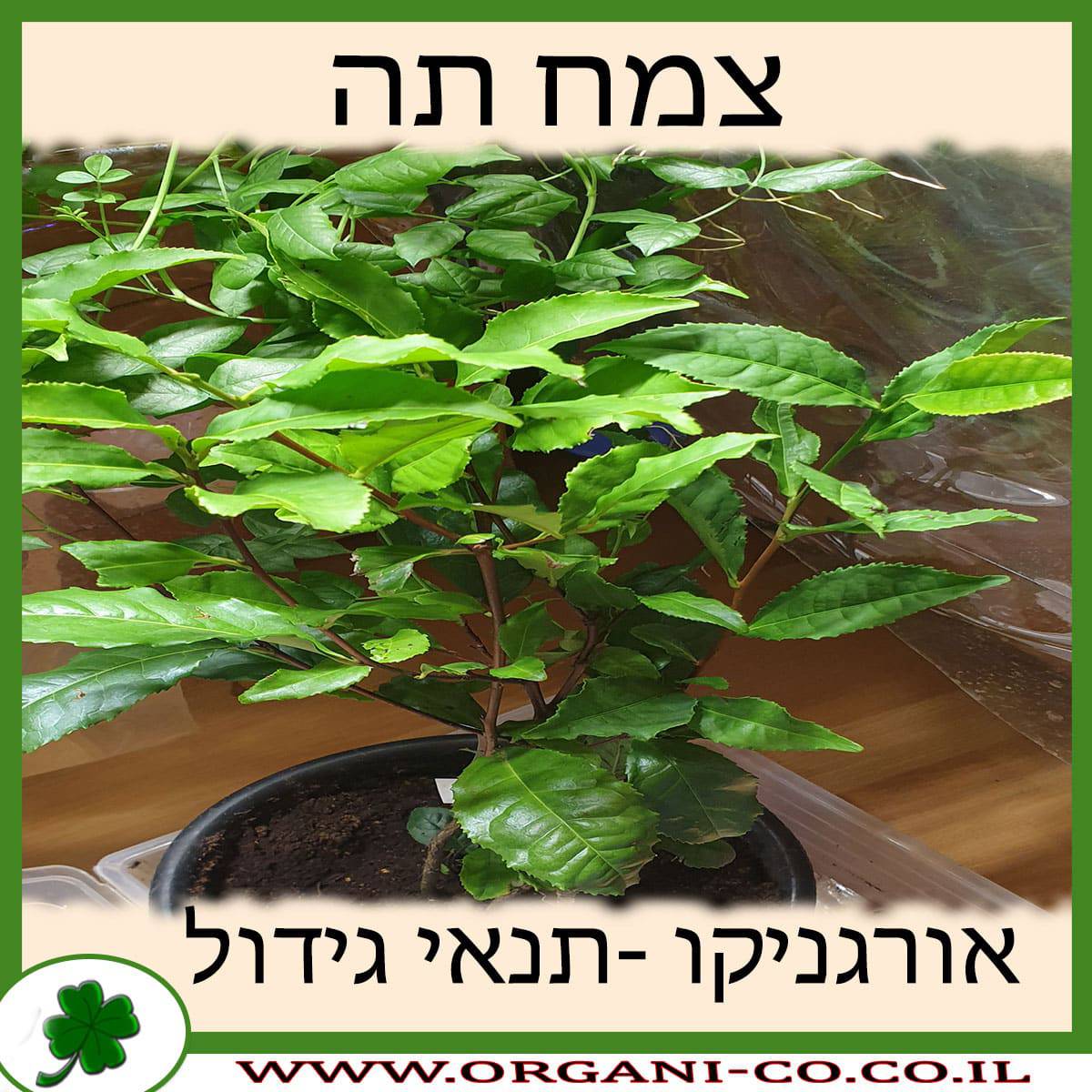 תה גידול צמח