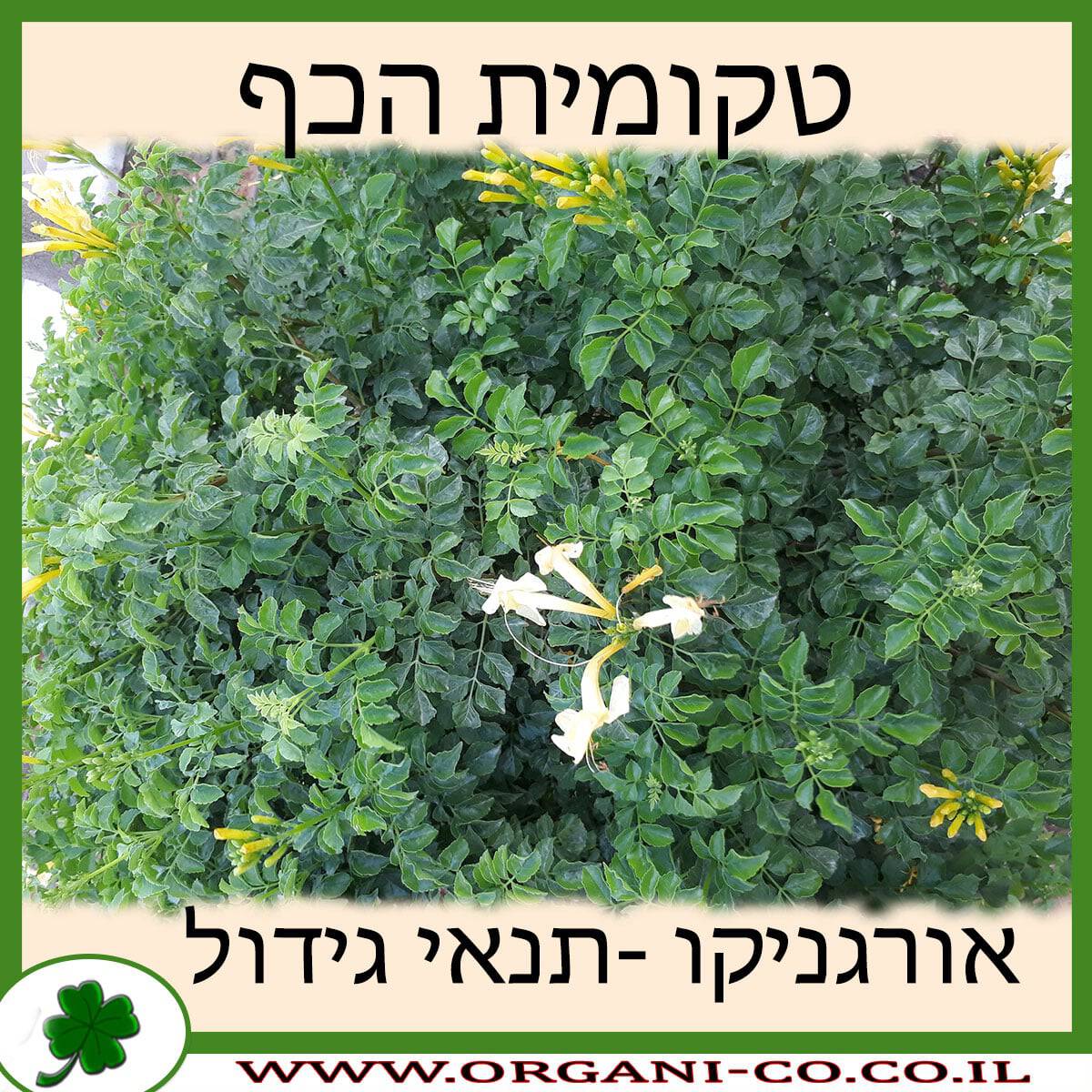 טקומית הכף