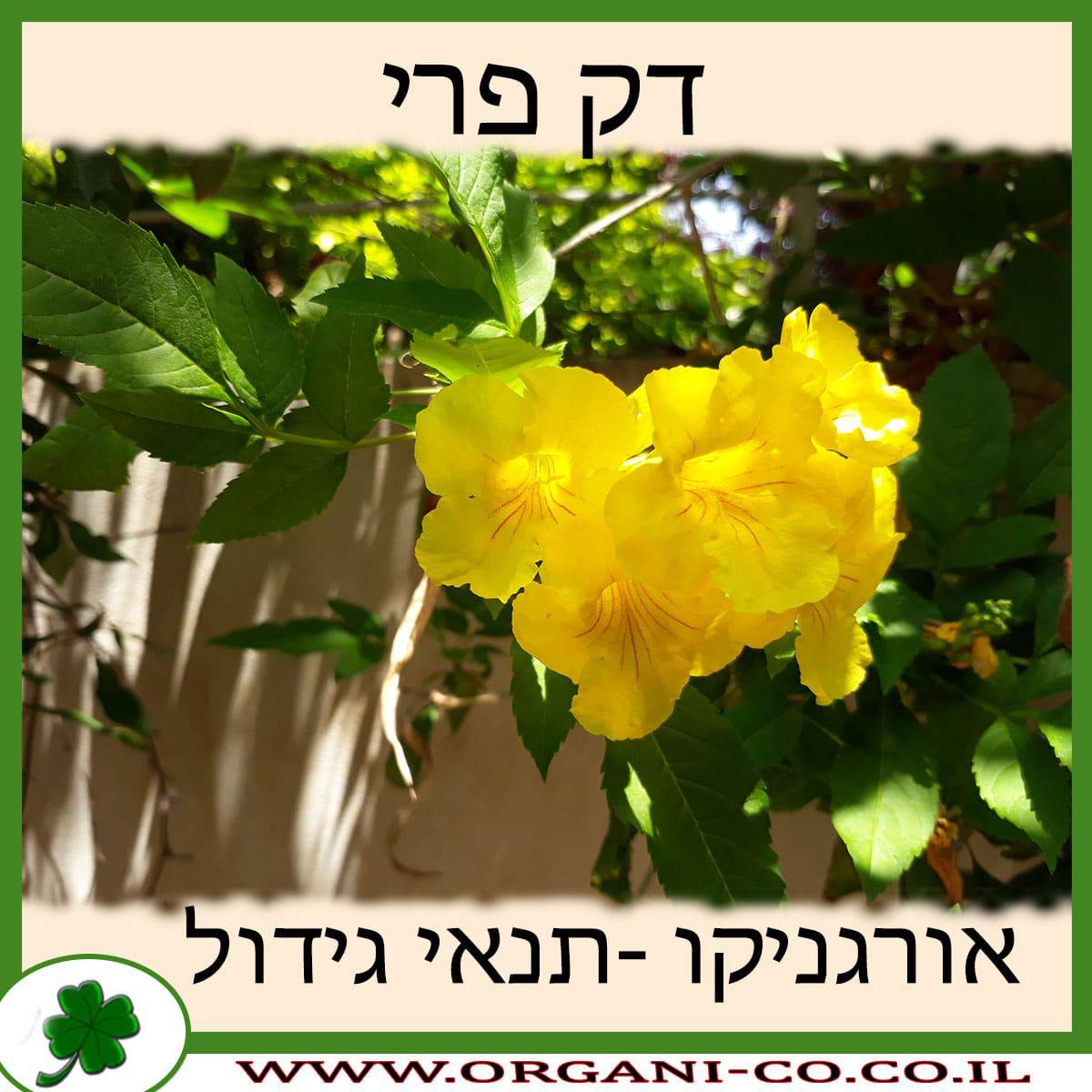 דק פרי