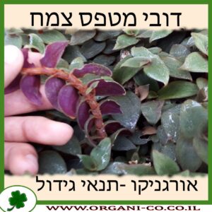 דובי מטפס צמח
