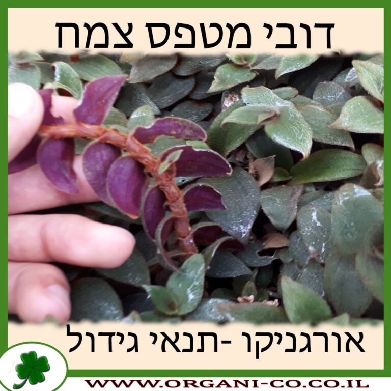 דובי מטפס צמח דובי מטפס צמח