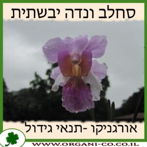 סחלב ונדה יבשתית