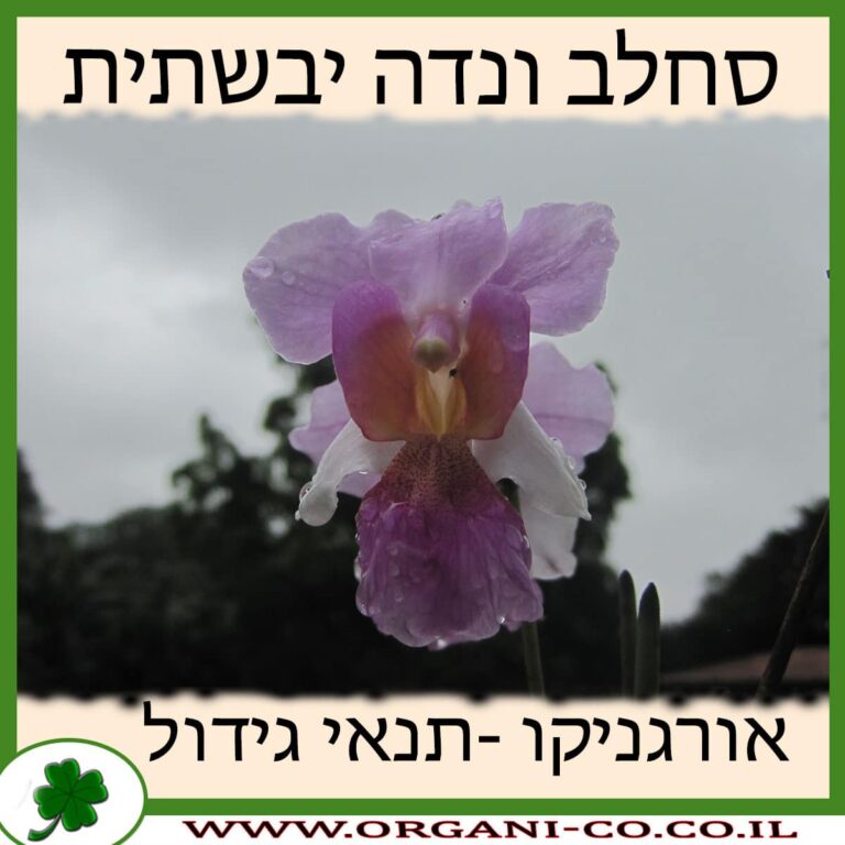 סחלב ונדה יבשתית סחלב ונדה יבשתית