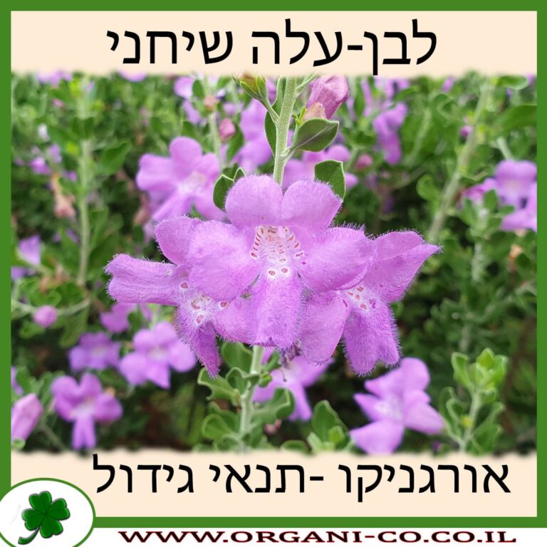 לבן-עלה שיחני לבן-עלה שיחני