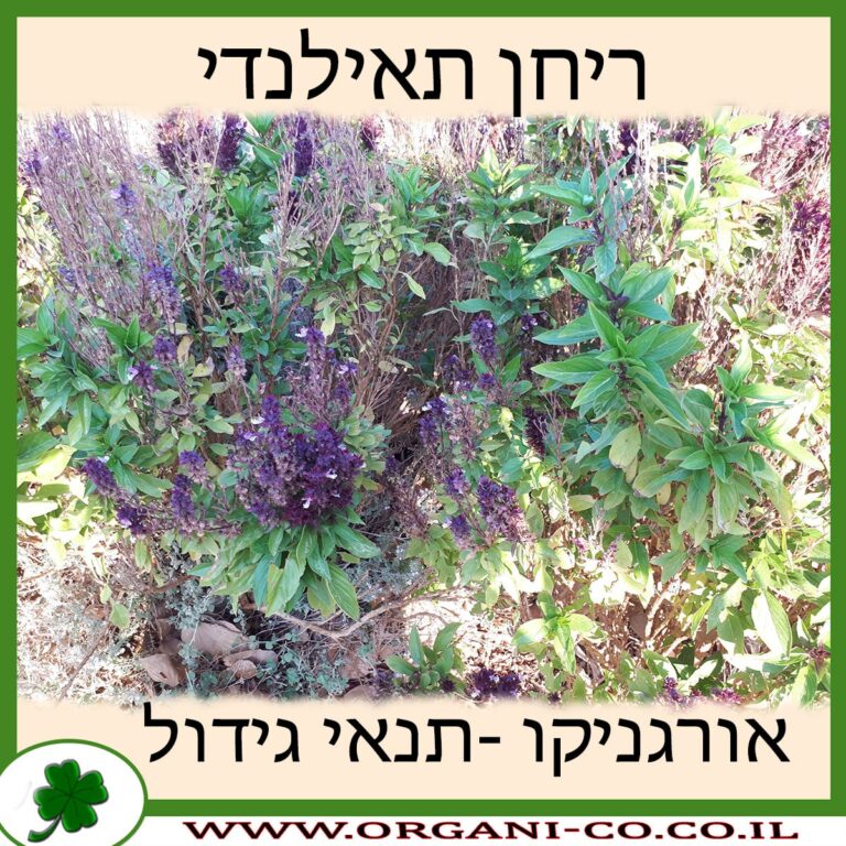 ריחן תאילנדי ריחן תאילנדי