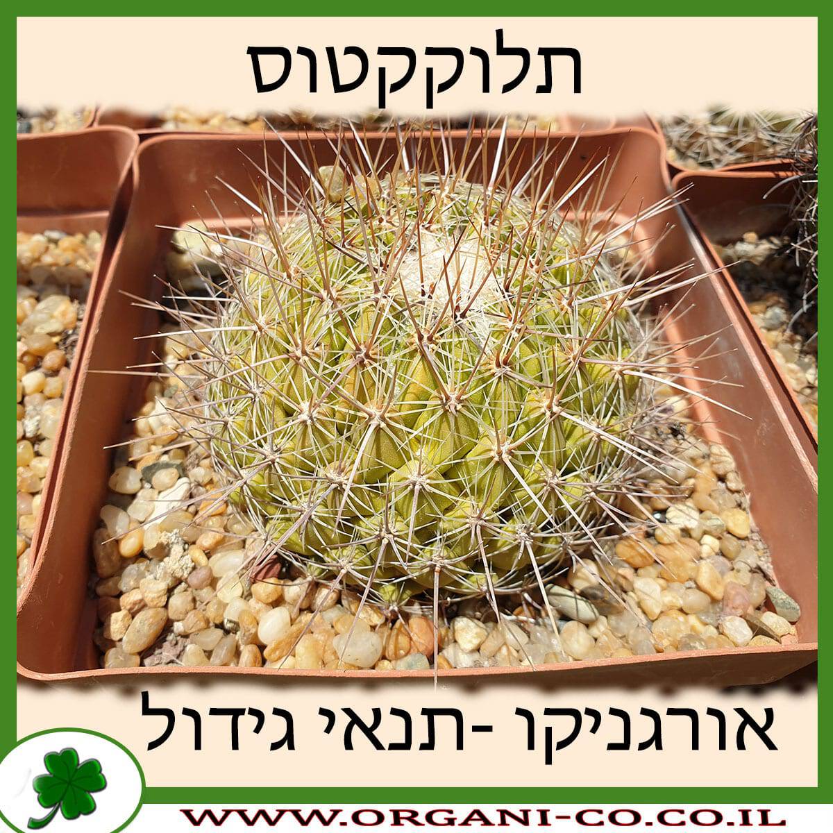תלוקקטוס